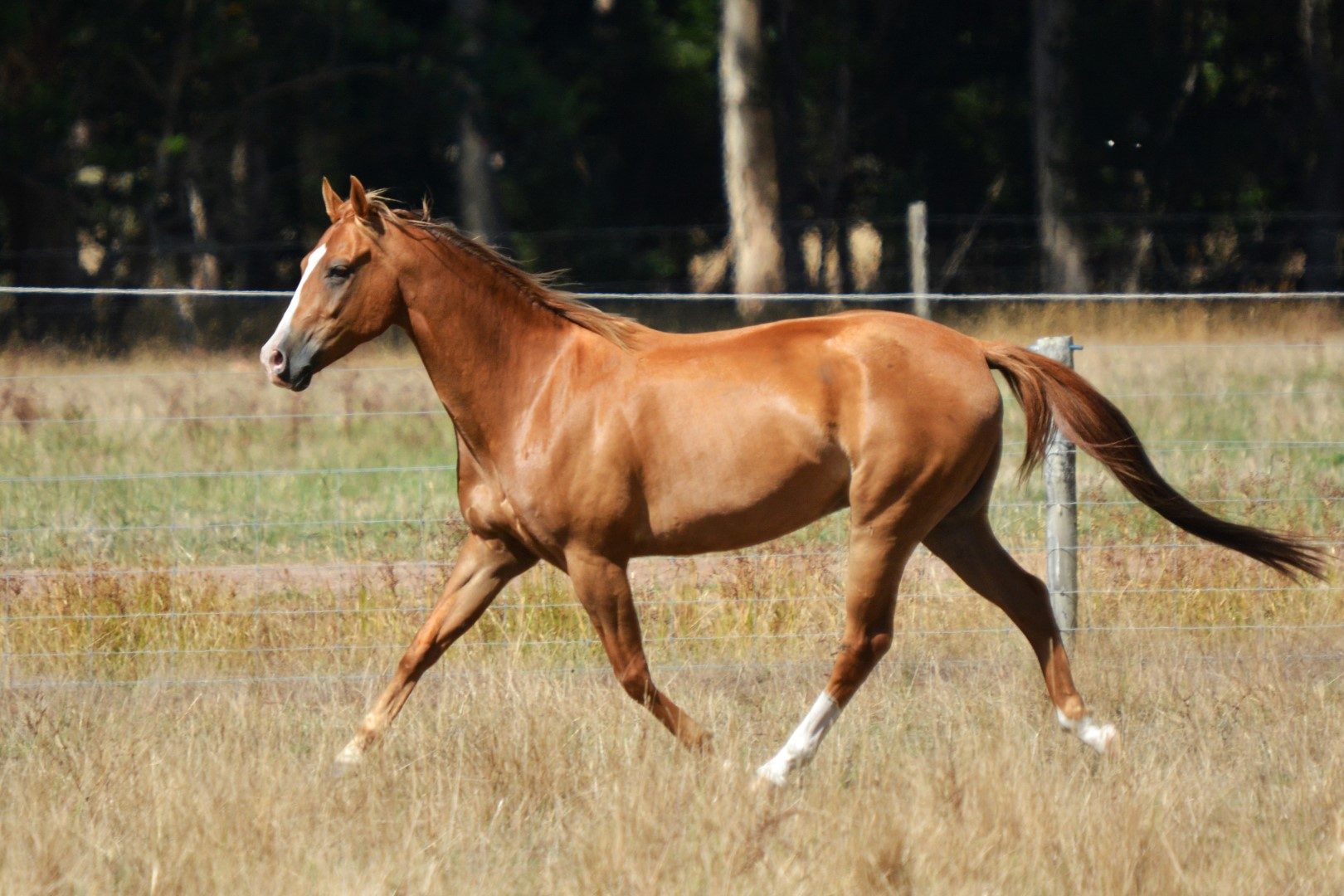 Gulliver - quarter horse gelding for sale